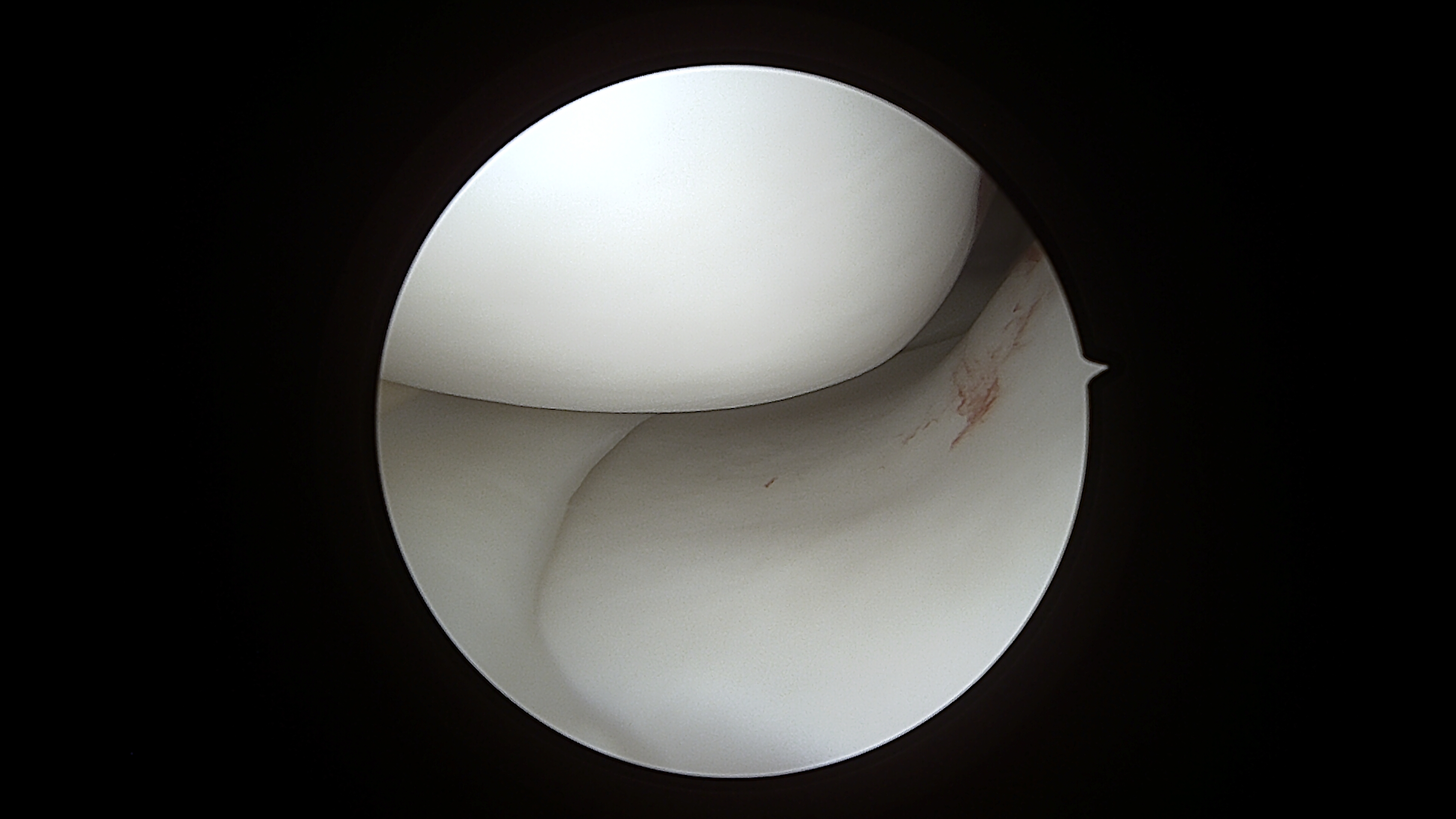 Ortopedico Ginocchio Firenze